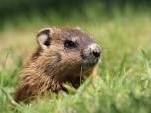 Groundhog Day